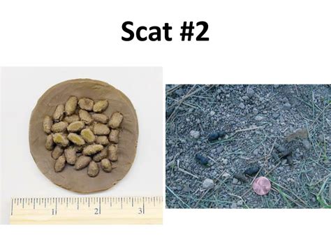 SCAT .